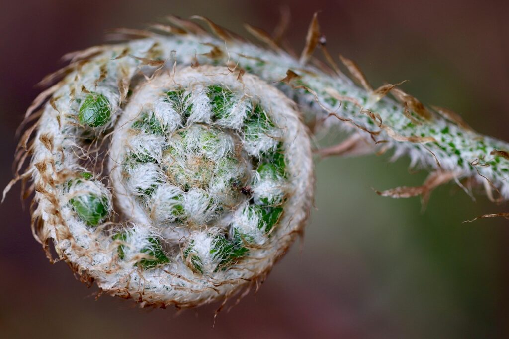fern, fern roll, fern fronds, grow, sprout, unroll, growth, spring, nature, green
