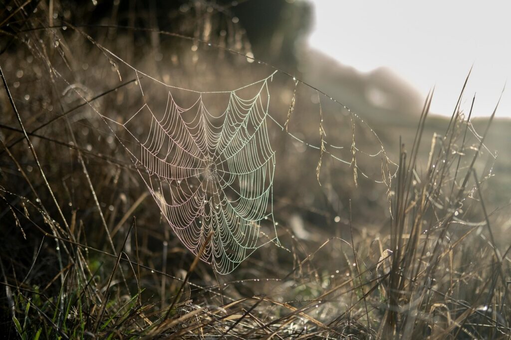 spiderweb, web, dew, dawn, nature, beauty, morning, dawn, beauty, beauty, beauty, beauty, morning, morning, morning, morning, morning