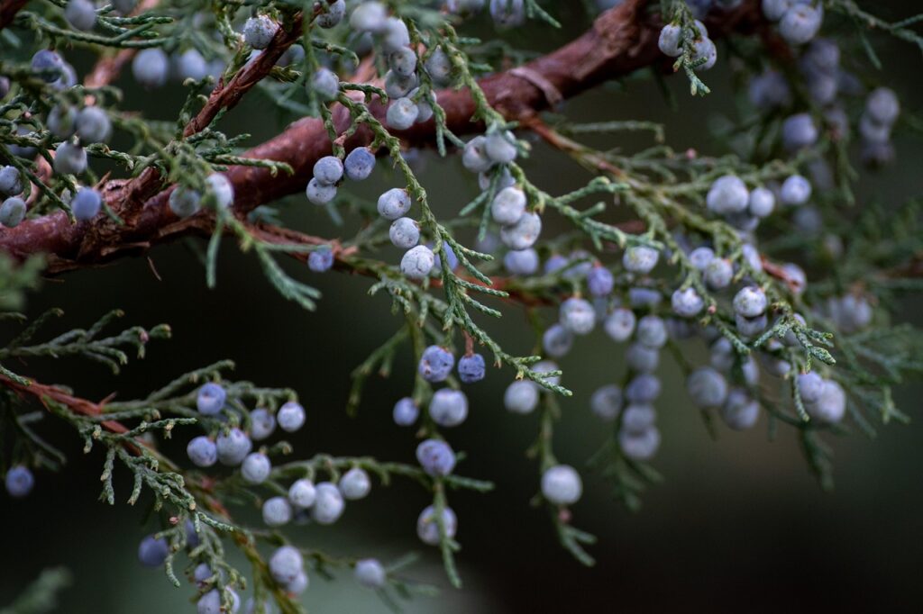 juniper, berries, plant, fruits, tree, bush, flora, nature, closeup, juniper, juniper, juniper, juniper, juniper