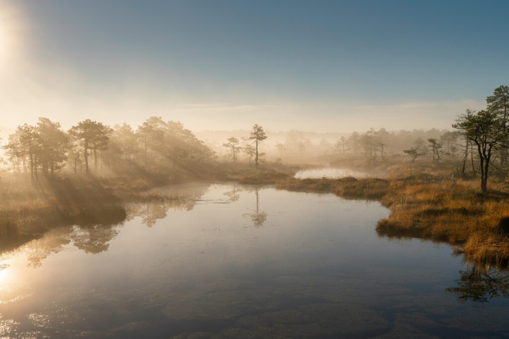 Beautiful misty sunrise over a tranquil bog landscape with reflections and trees in Estonia.