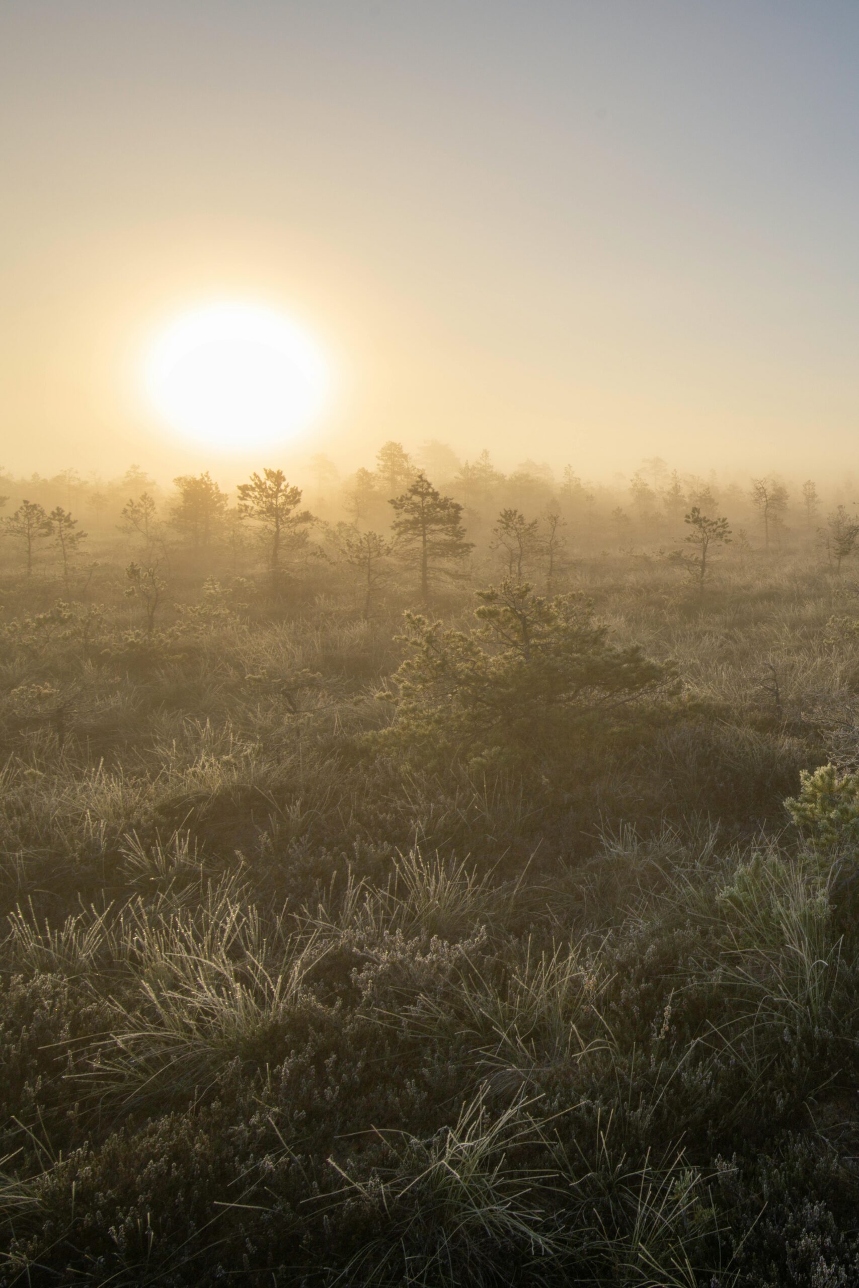 Captivating winter sunrise with fog enveloping a bog landscape, fostering a serene and mystical atmosphere.