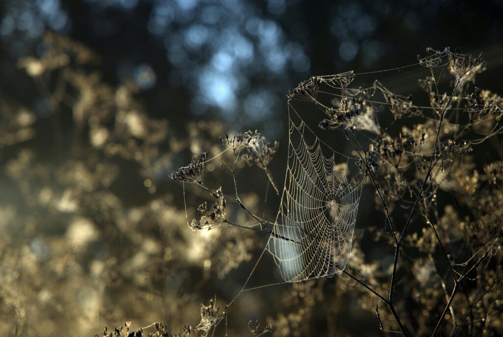 A close-up of a spiderweb covered in dew in a natural setting, illuminated by morning light.