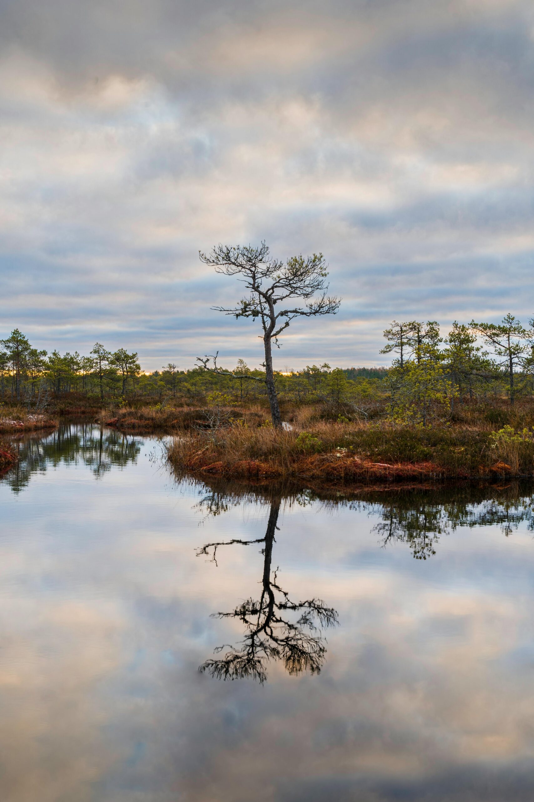 A tranquil bog scene with a lone tree reflecting in the calm water under a cloudy sky at sunset.