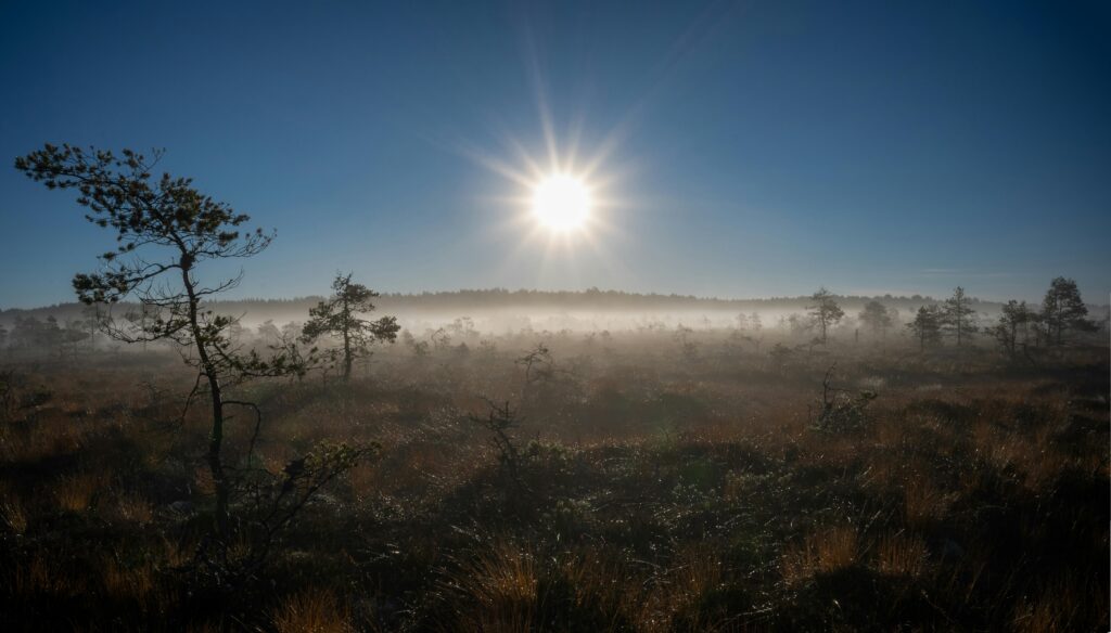 Dramatic sunrise over a foggy Estonian bog with silhouetted trees and serene atmosphere.